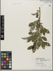 Foto von Salix glabra Scop.